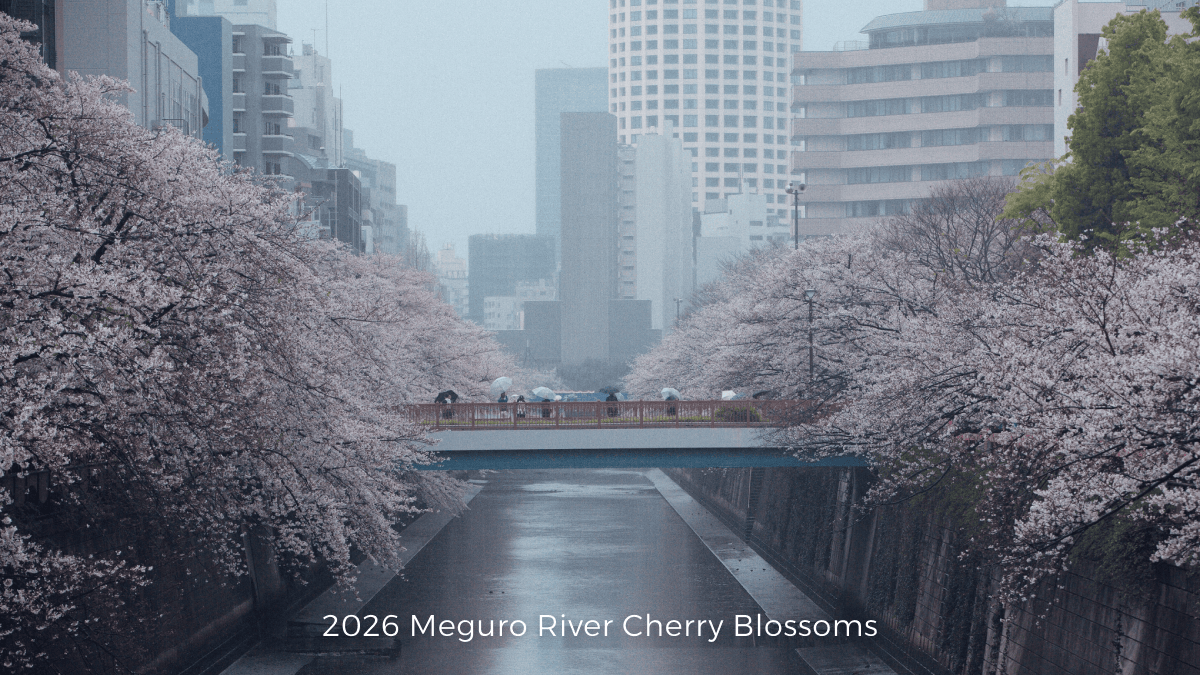 2026 Meguro River Cherry Blossoms